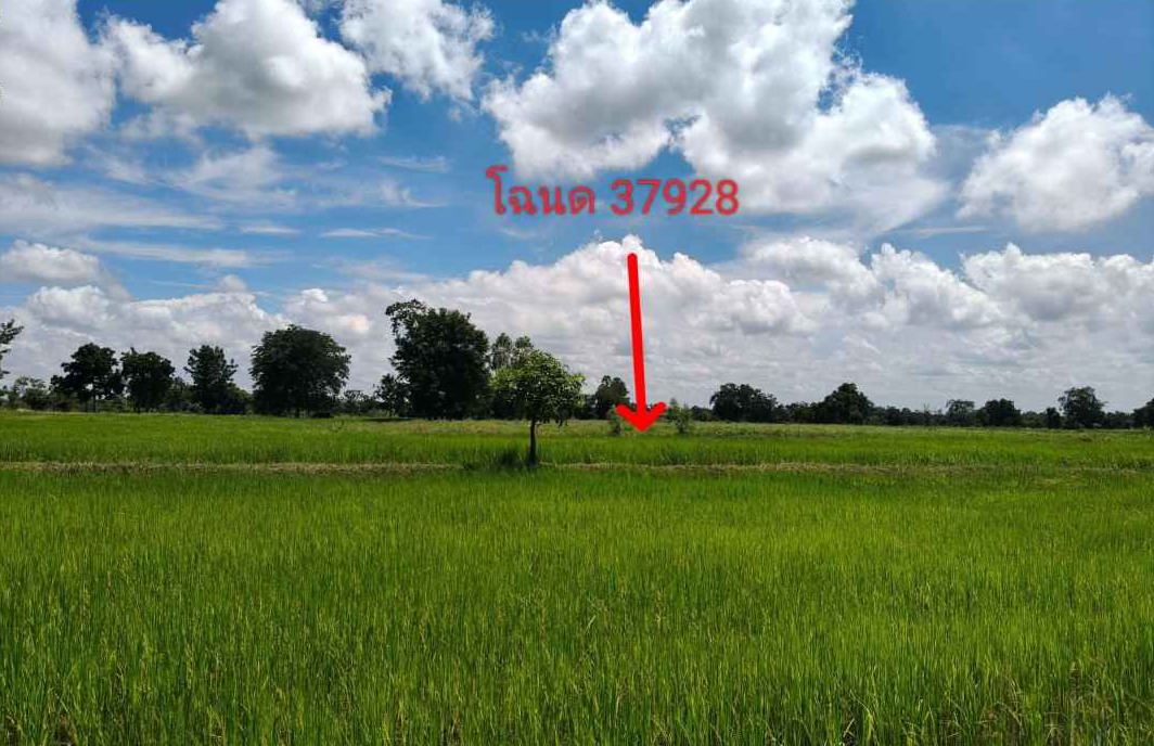 ขายทอดตลาด ที่ดินว่างเปล่า ต.ด่านขุนทด อ.ด่านขุนทด จ.นครราชสีมา