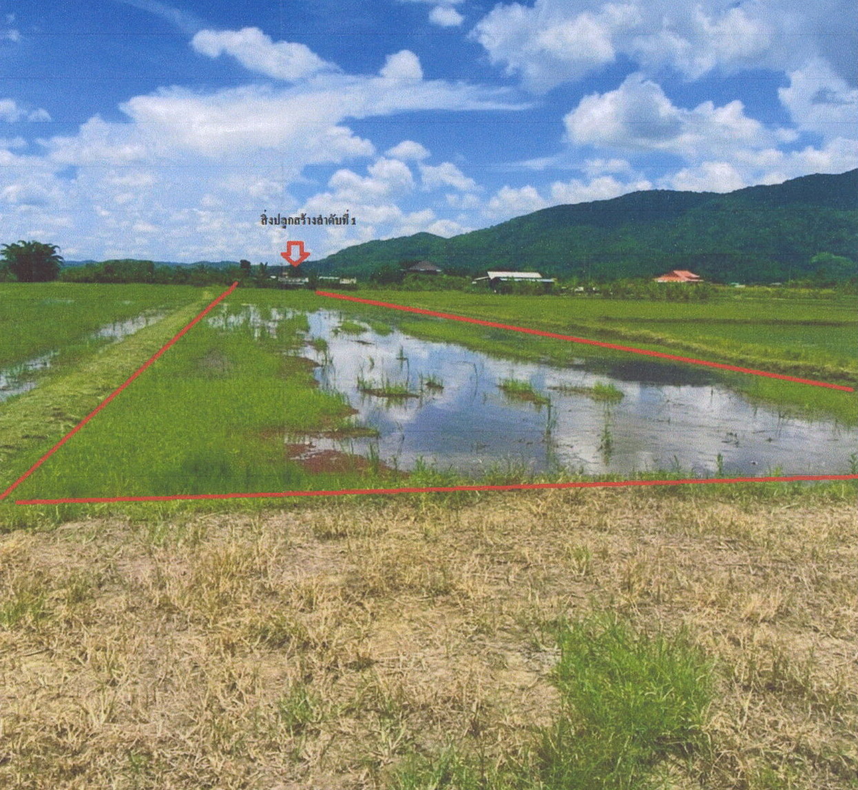 ขายทอดตลาด ที่ดินพร้อมสิ่งปลูกสร้าง ต.ป่าตึง อ.แม่จัน จ.เชียงราย
