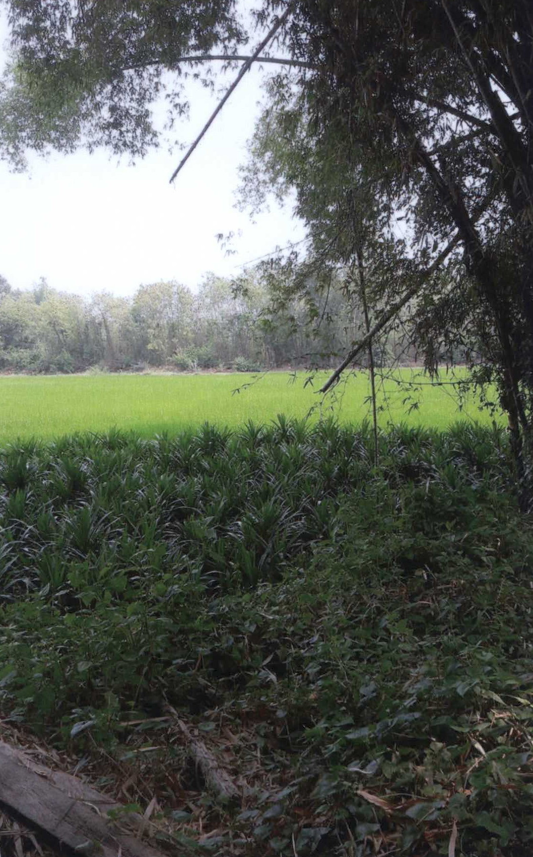 ขายทอดตลาด ที่ดินว่างเปล่า จ.นครราชสีมา