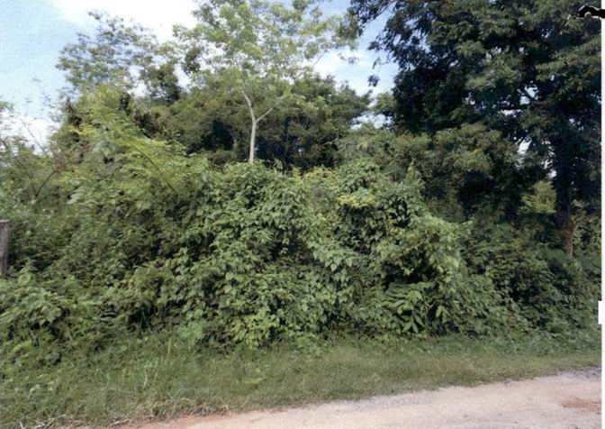 ขายทอดตลาด ที่ดินว่างเปล่า แขวงคลองสิบสอง (คลองซอยที่ 12 ฝั่งตะวันออก) เขตหนองจอก จ.กรุงเทพมหานคร