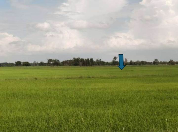 ขายทอดตลาด ที่ดินว่างเปล่า ต.พันชนะ อ.ด่านขุนทด จ.นครราชสีมา