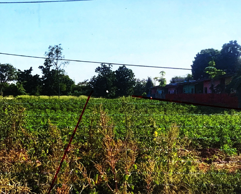 ขายทอดตลาด ที่ดินว่างเปล่า ต.สีคิ้ว อ.สีคิ้ว จ.นครราชสีมา