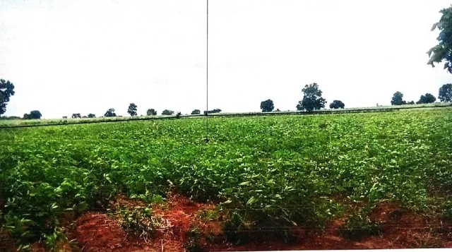 ขายทอดตลาด ที่ดินว่างเปล่า ต.กุดพิมาน อ.ด่านขุนทด จ.นครราชสีมา