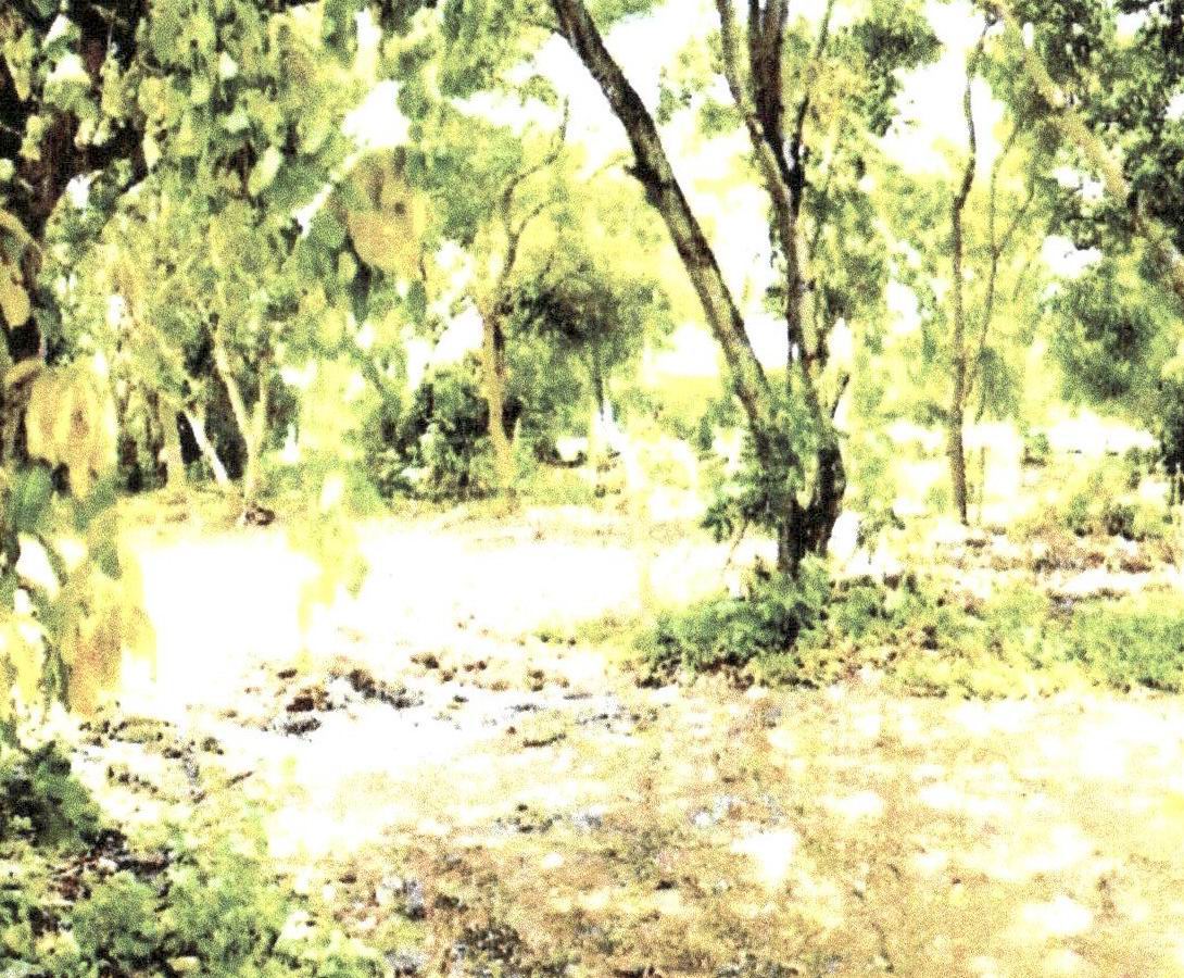 ขายทอดตลาด ที่ดินว่างเปล่า แขวงคลองสิบสอง(คลองซอยที่ 12 ฝั่งตะวันตก) เขตหนองจอก จ.กรุงเทพมหานคร