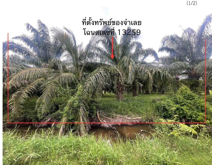 ขายทอดตลาด ที่ดินว่างเปล่า ต.เขาพระบาท อ.เชียรใหญ่ จ.นครศรีธรรมราช