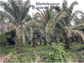 รูปทรัพย์ 2