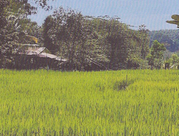 ขายทอดตลาด ที่ดินพร้อมสิ่งปลูกสร้าง ต.ดอนตาล อ.ดอนตาล จ.มุกดาหาร
