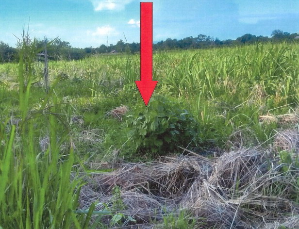 ขายทอดตลาด ที่ดินว่างเปล่า ต.สระโพนทอง อ.เกษตรสมบูรณ์ จ.ชัยภูมิ