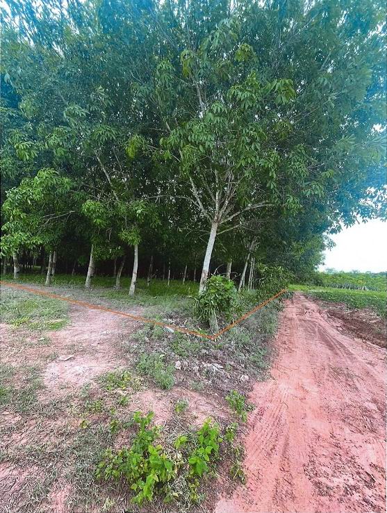 ขายทอดตลาด ที่ดินว่างเปล่า ต.แก่งดินสอ อ.นาดี จ.ปราจีนบุรี