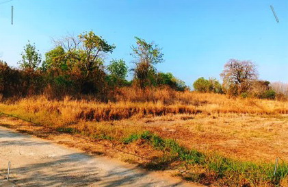 ขายทอดตลาด ที่ดินว่างเปล่า ต.หนองไผ่ อ.แก้งคร้อ จ.ชัยภูมิ