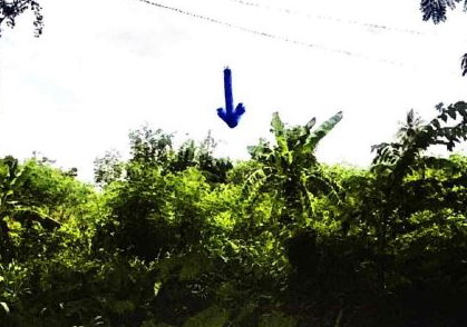 ขายทอดตลาด ที่ดินว่างเปล่า ต.บ้านแก้ง อ.ภูเขียว จ.ชัยภูมิ