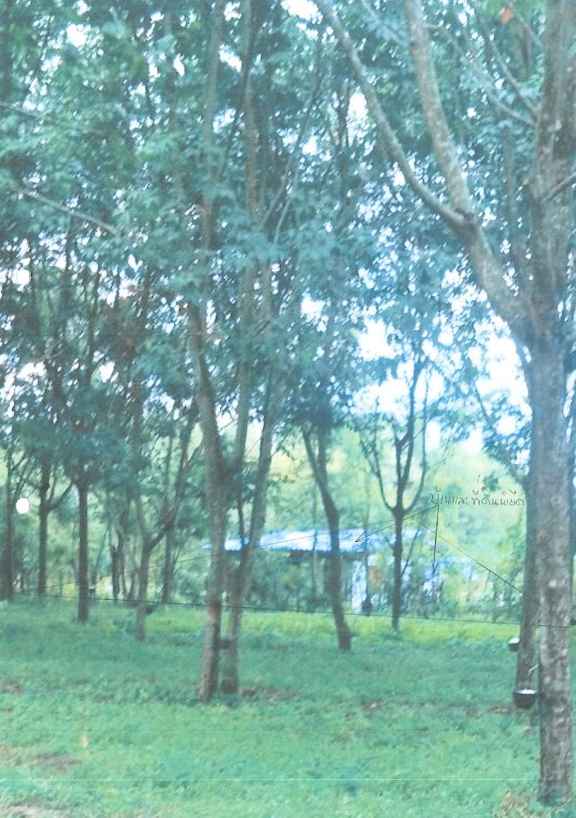 ขายทอดตลาด ที่ดินพร้อมสิ่งปลูกสร้าง ต.นนทรี อ.กบินทร์บุรี จ.ปราจีนบุรี