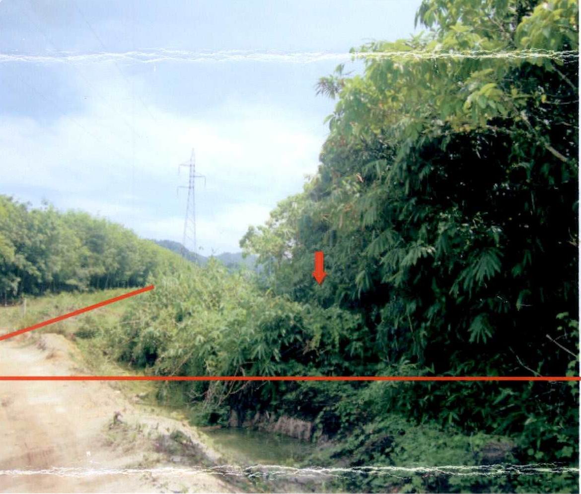 ขายทอดตลาด ที่ดินว่างเปล่า ต.แม่นางขาว อ.คุระบุรี จ.พังงา