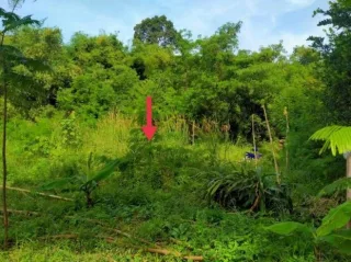 รูปทรัพย์ 2