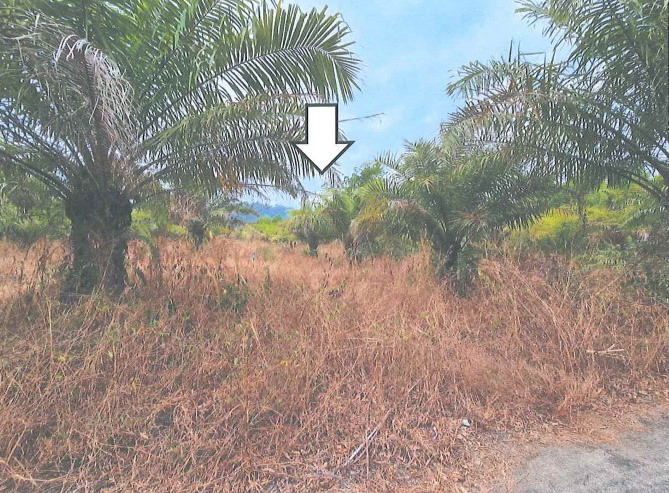 ขายทอดตลาด ที่ดินว่างเปล่า ต.โคกเคียน อ.ตะกั่วป่า จ.พังงา