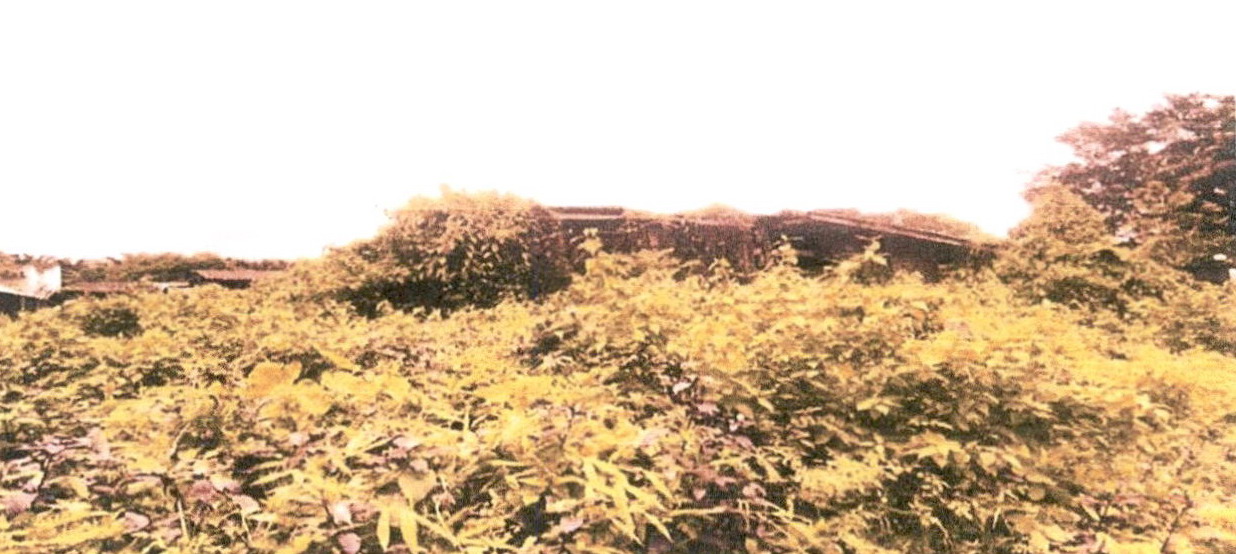 ขายทอดตลาด ที่ดินว่างเปล่า ต.บางนายสี อ.ตะกั่วป่า จ.พังงา
