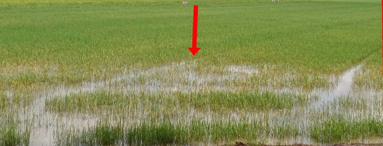 ขายทอดตลาด ที่ดินว่างเปล่า ต.เพชรละคร อ.หนองไผ่ จ.เพชรบูรณ์