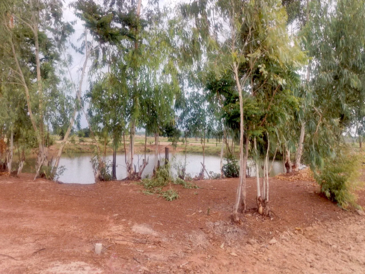 ขายทอดตลาด ที่ดินว่างเปล่า ต.นาสนุ่น อ.ศรีเทพ จ.เพชรบูรณ์