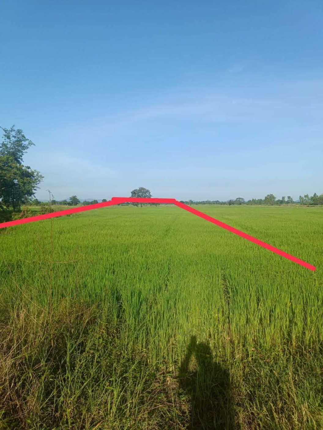 ขายทอดตลาด ที่ดินว่างเปล่า ต.กองทูล อ.หนองไผ่ จ.เพชรบูรณ์