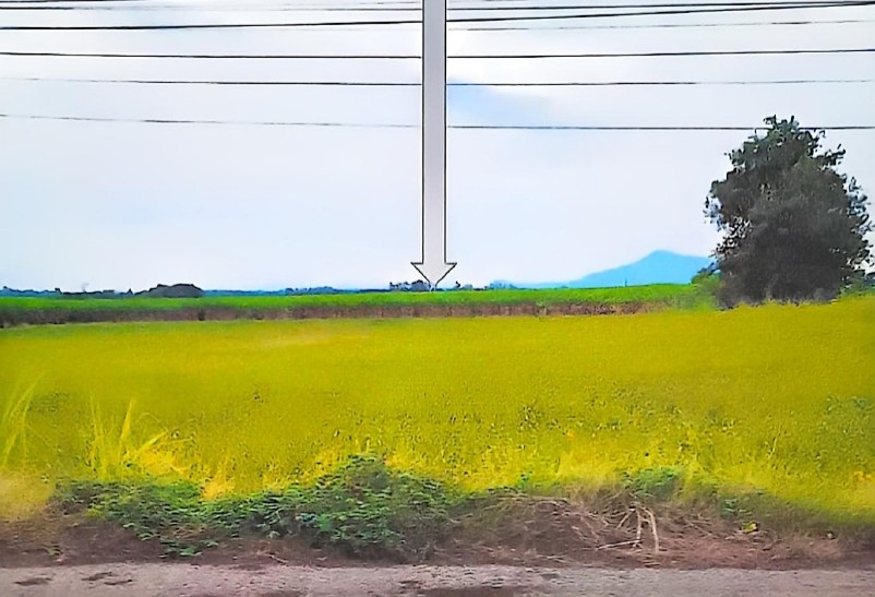 ขายทอดตลาด ที่ดินว่างเปล่า ต.สระประดู่ อ.วิเชียรบุรี จ.เพชรบูรณ์