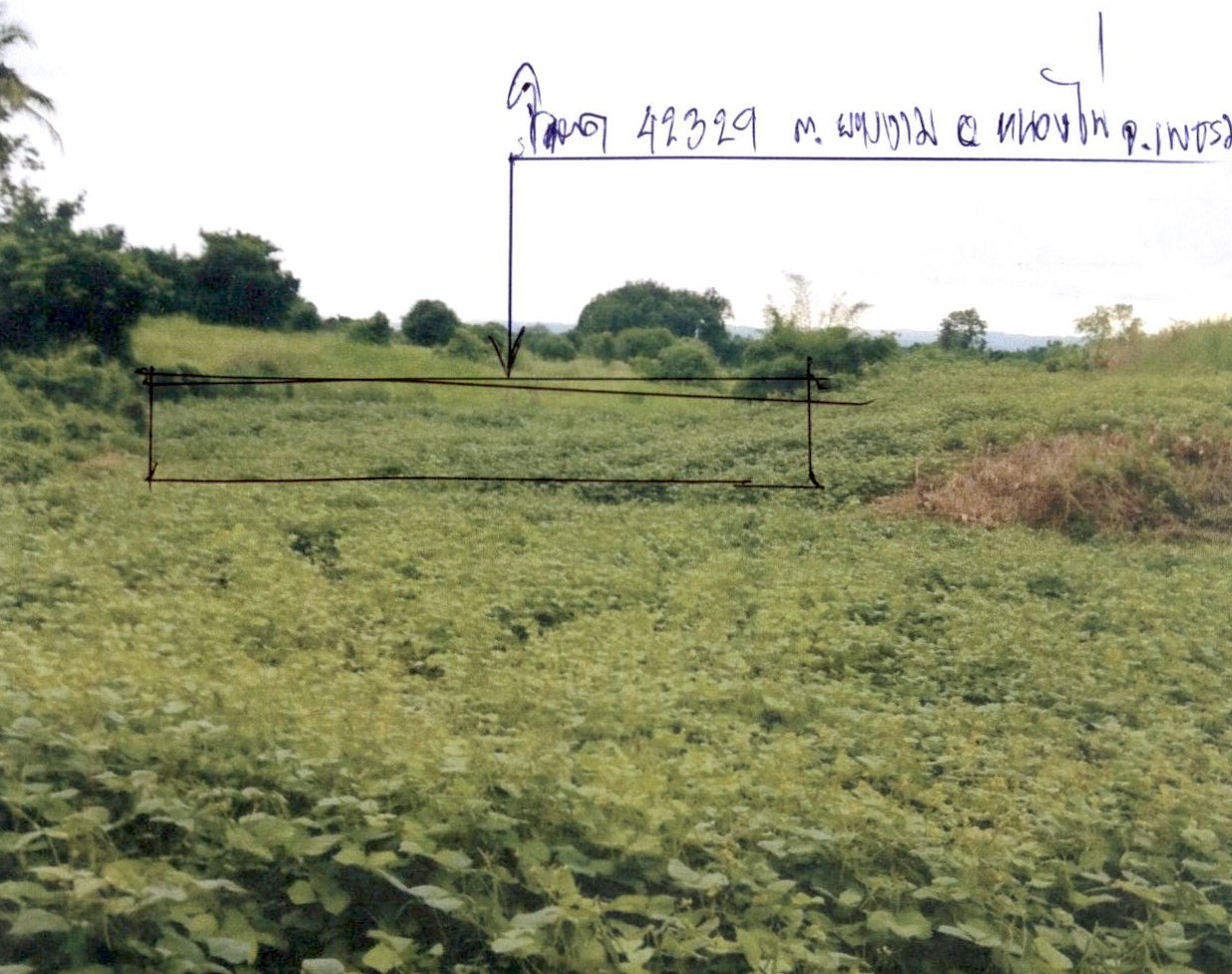 ขายทอดตลาด ที่ดินว่างเปล่า ต.ยางงาม อ.หนองไผ่ จ.เพชรบูรณ์
