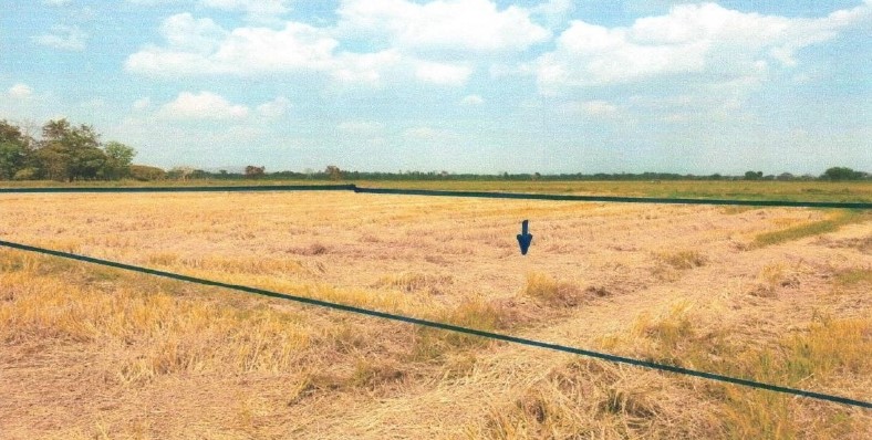 ขายทอดตลาด ที่ดินว่างเปล่า ต.ท่าโรง อ.วิเชียรบุรี จ.เพชรบูรณ์