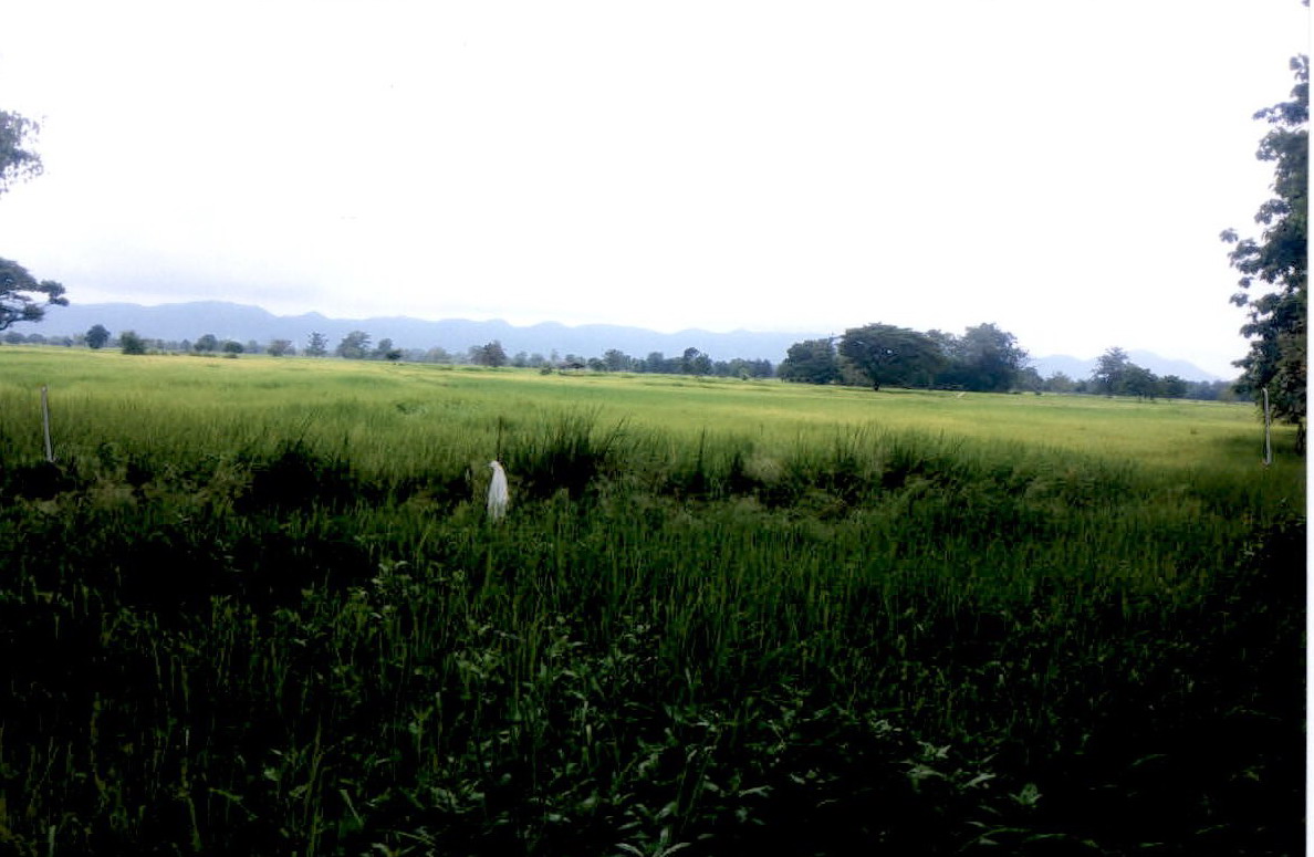ขายทอดตลาด ที่ดินว่างเปล่า ต.ท่าโรง อ.วิเชียรบุรี จ.เพชรบูรณ์