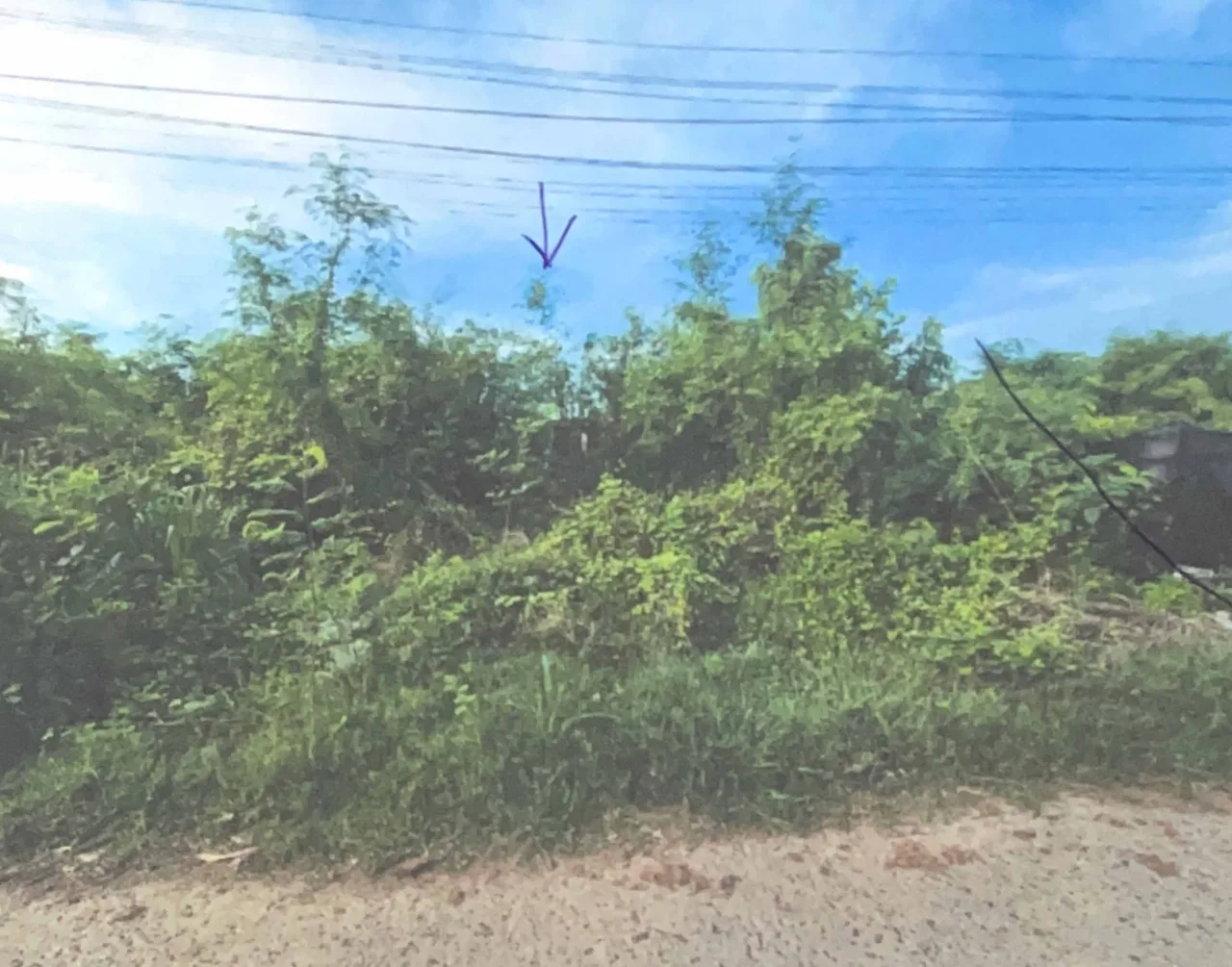 ขายทอดตลาด ที่ดินว่างเปล่า ต.นาเฉลียง อ.หนองไผ่ จ.เพชรบูรณ์