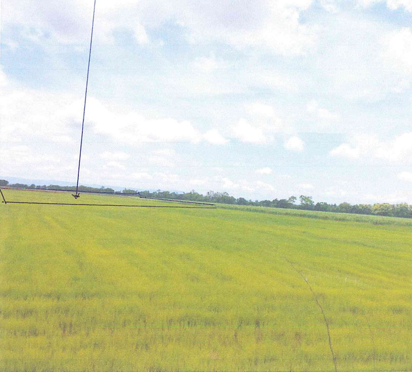 ขายทอดตลาด ที่ดินว่างเปล่า ต.นาเฉลียง อ.หนองไผ่ จ.เพชรบูรณ์