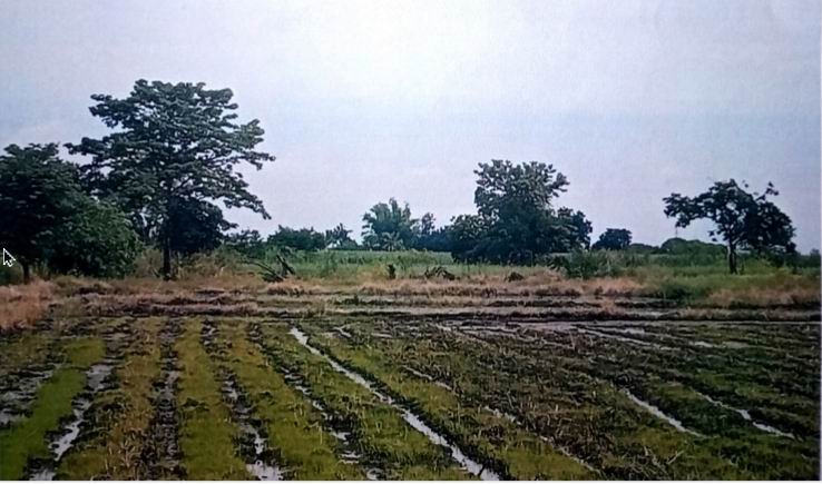 ขายทอดตลาด ที่ดินว่างเปล่า ต.บึงสามพัน อ.บึงสามพัน จ.เพชรบูรณ์