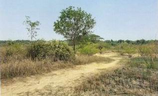 ขายทอดตลาด ที่ดินว่างเปล่า ต.เกาะแก้ว อ.เสลภูมิ จ.ร้อยเอ็ด