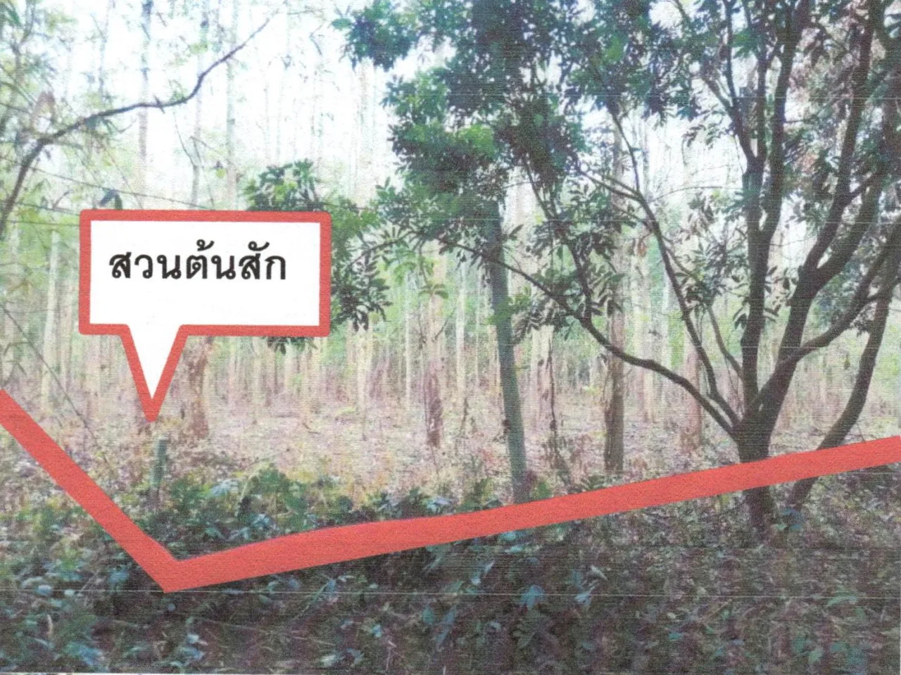 ขายทอดตลาด ที่ดินพร้อมสิ่งปลูกสร้าง ต.หนองหญ้าปล้อง อ.วังสะพุง จ.เลย