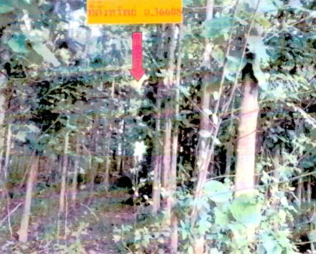 ขายทอดตลาด ที่ดินว่างเปล่า ต.น้ำสวย อ.เมืองเลย จ.เลย