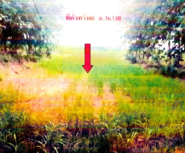 ขายทอดตลาด ที่ดินว่างเปล่า ต.น้ำสวย อ.เมืองเลย จ.เลย