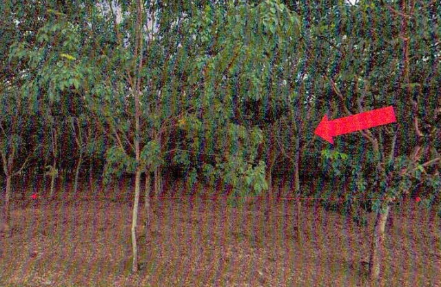 ขายทอดตลาด ที่ดินว่างเปล่า ต.ปากปวน อ.วังสะพุง จ.เลย