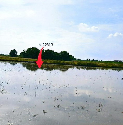 ขายทอดตลาด ที่ดินว่างเปล่า ต.ศาลาแดง อ.บางน้ำเปรี้ยว จ.ฉะเชิงเทรา