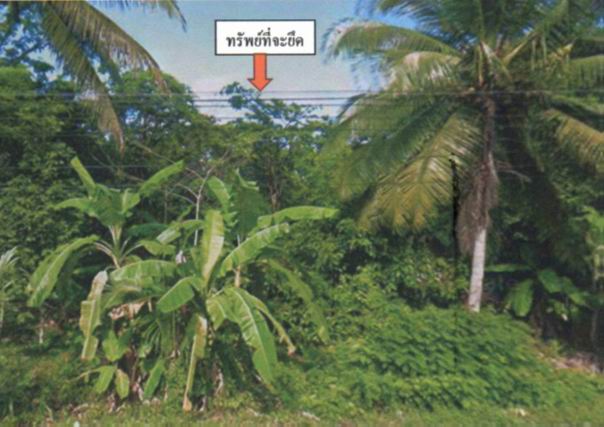 ขายทอดตลาด ที่ดินว่างเปล่า ต.แป-ระ อ.ท่าแพ จ.สตูล