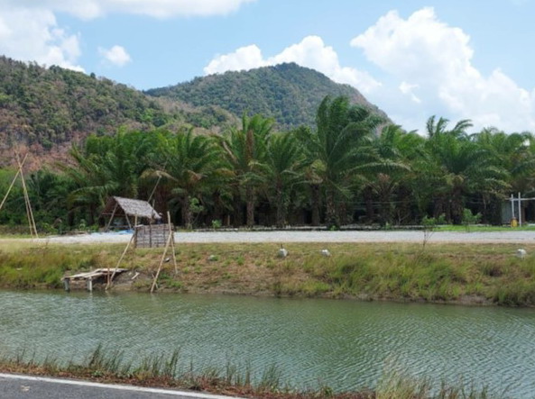 ขายทอดตลาด ที่ดินว่างเปล่า ต.ควนโพธิ์ อ.เมืองสตูล จ.สตูล