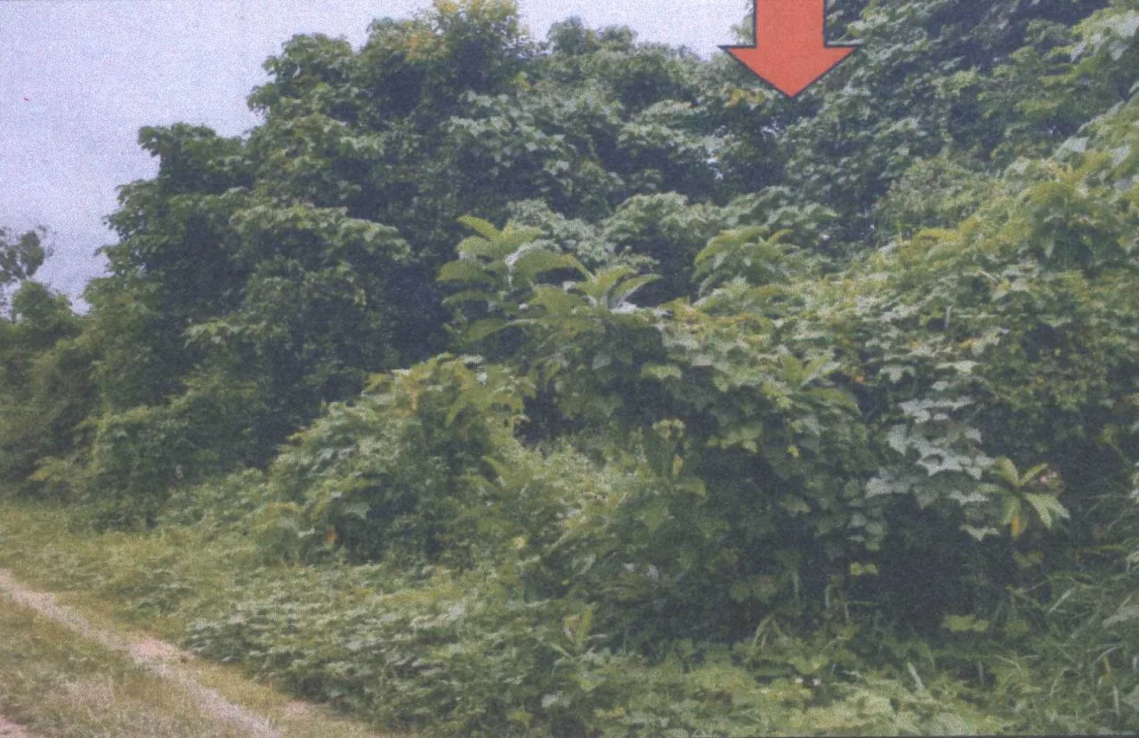 ขายทอดตลาด ที่ดินว่างเปล่า ต.คลองขุด อ.เมืองสตูล จ.สตูล