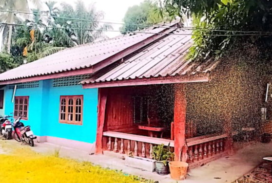 ขายทอดตลาด ที่ดินพร้อมสิ่งปลูกสร้าง ต.แหลมสน อ.ละงู จ.สตูล