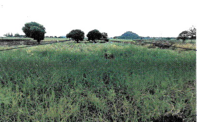 ขายทอดตลาด ที่ดินว่างเปล่า ต.ศิลาทิพย์ อ.ชัยบาดาล จ.ลพบุรี