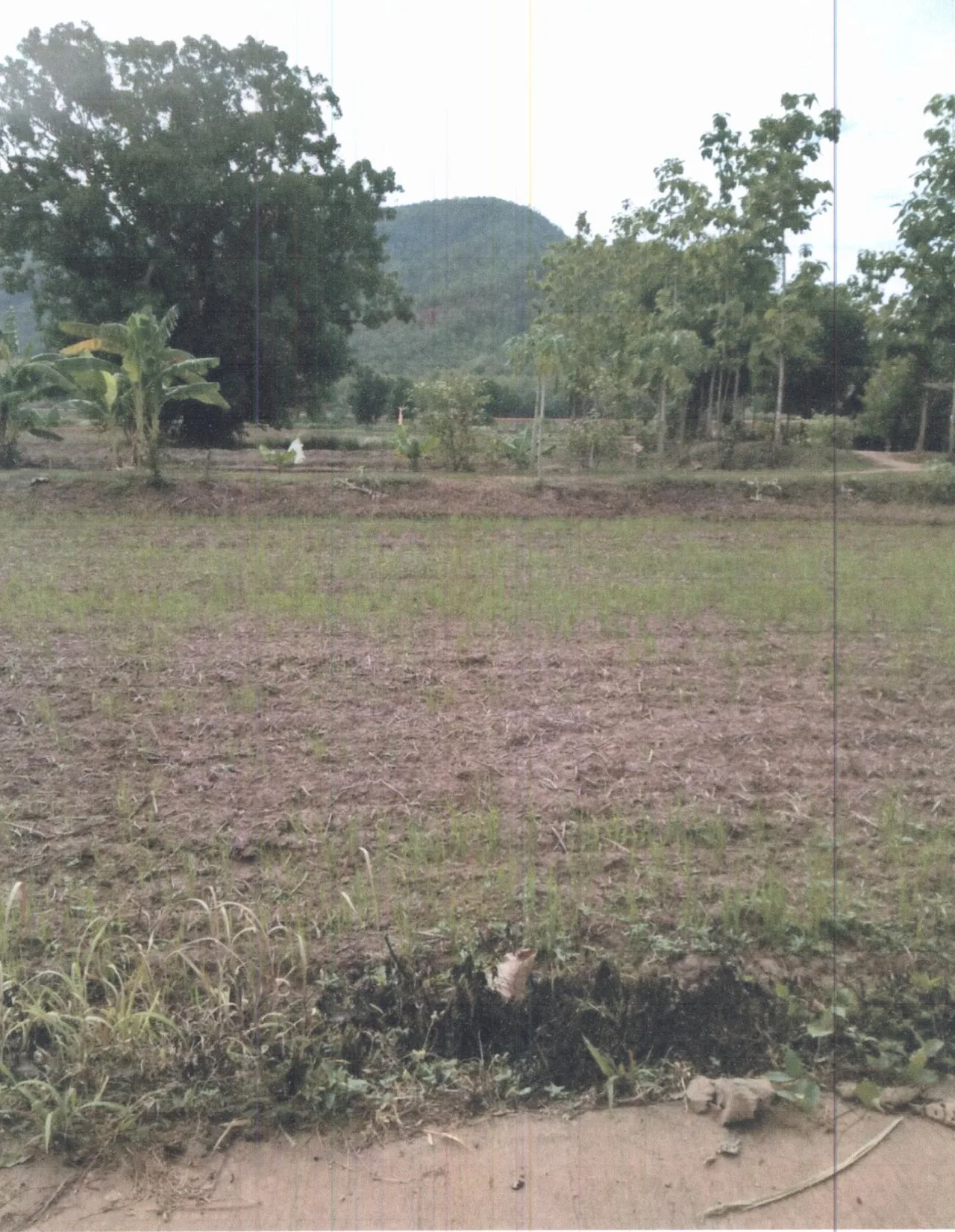 ขายทอดตลาด ที่ดินว่างเปล่า ต.ด่านซ้าย อ.ด่านซ้าย จ.เลย