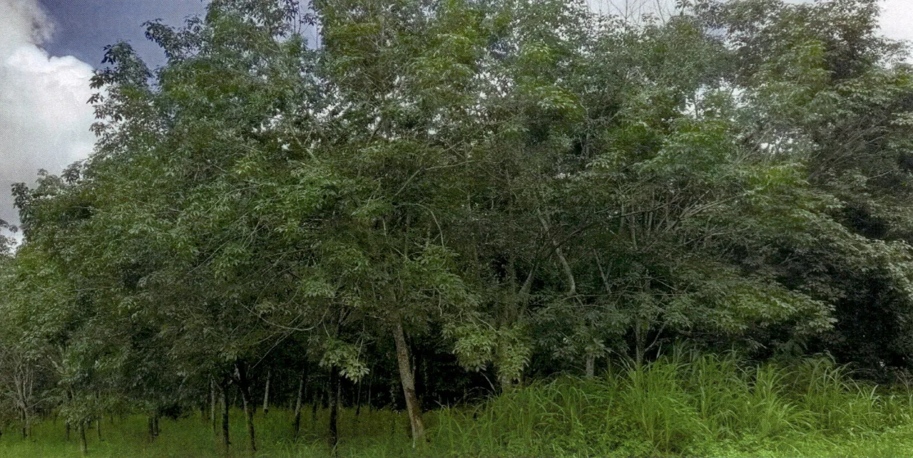 ขายทอดตลาด ที่ดินพร้อมสิ่งปลูกสร้าง ต.ทรายขาว อ.วังสะพุง จ.เลย