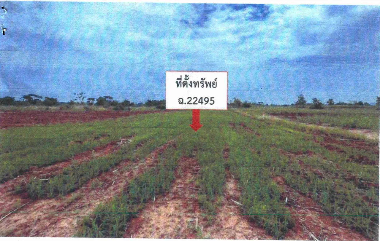 ขายทอดตลาด ที่ดินว่างเปล่า ต.ผาน้อย อ.วังสะพุง จ.เลย
