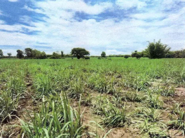 ขายทอดตลาด ที่ดินว่างเปล่า ต.หนองหิน อ.หนองหิน จ.เลย
