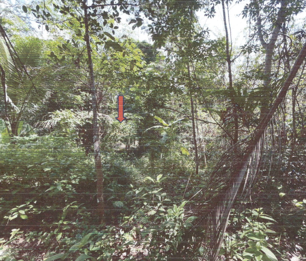 ขายทอดตลาด ที่ดินว่างเปล่า ต.เขาคราม อ.เมืองกระบี่ จ.กระบี่