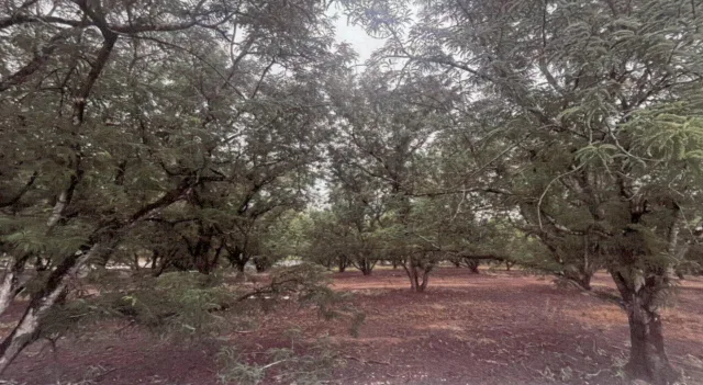 ขายทอดตลาด ที่ดินว่างเปล่า ต.ห้วยสีเสียด อ.ภูหลวง จ.เลย