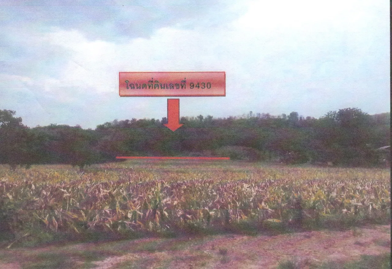 ขายทอดตลาด ที่ดินว่างเปล่า ต.หนองผือ อ.ท่าลี่ จ.เลย
