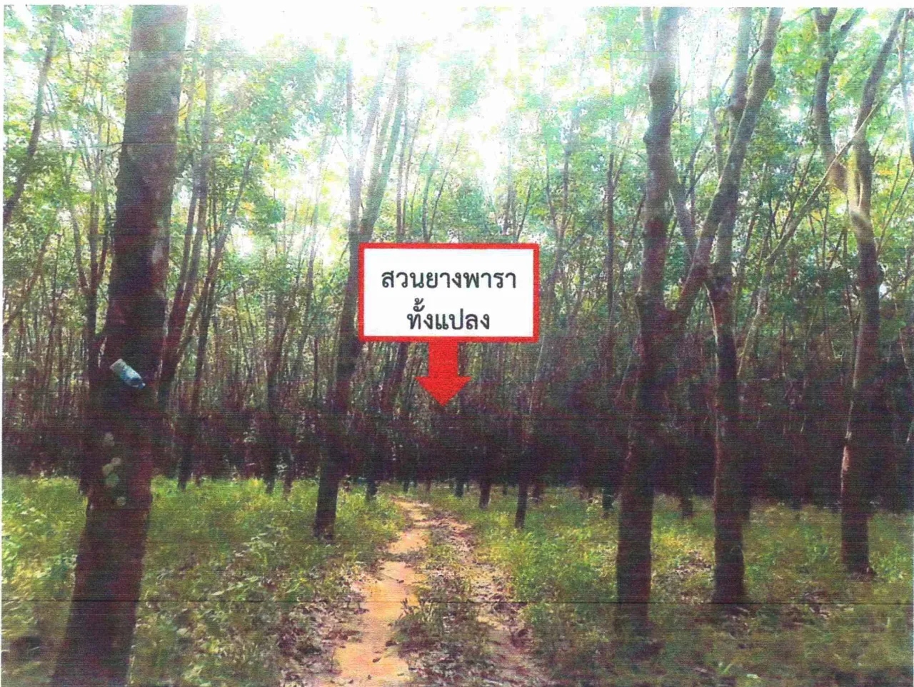 ขายทอดตลาด ที่ดินพร้อมสิ่งปลูกสร้าง ต.เขาหลวง อ.วังสะพุง จ.เลย