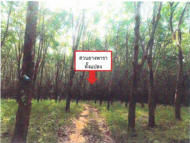 ขายทอดตลาด ที่ดินพร้อมสิ่งปลูกสร้าง ต.เขาหลวง อ.วังสะพุง จ.เลย